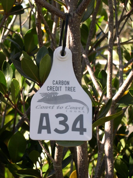 Carbon Credit Trees Planted On Aucklands Eco-tour Farm